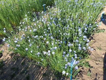 Click for 1 image(s) for this accession.